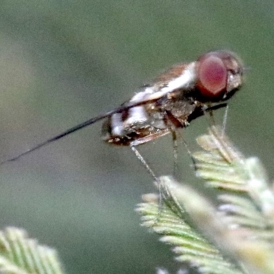 Villa sp. (genus) (Unidentified Villa bee fly) at Mount Ainslie - 26 Jan 2019 by jb2602