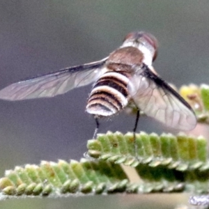 Villa sp. (genus) at Ainslie, ACT - 26 Jan 2019 05:58 PM