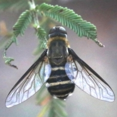 Villa sp. (genus) at Ainslie, ACT - 26 Jan 2019 05:58 PM