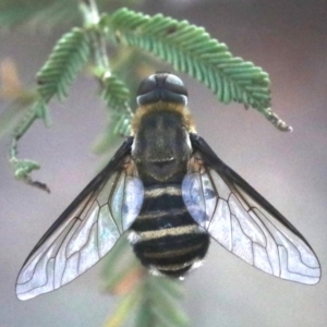 Villa sp. (genus) at Ainslie, ACT - 26 Jan 2019 05:58 PM