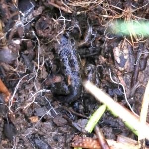 Limnodynastes tasmaniensis at Majura, ACT - 1 Feb 2019