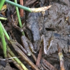 Litoria peronii at Majura, ACT - 1 Feb 2019 02:31 PM