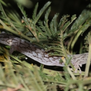 Christinus marmoratus at Ainslie, ACT - 6 Feb 2019 10:11 PM