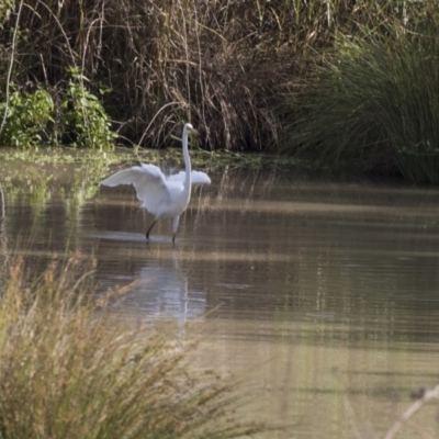 Ardea alba (Great Egret) at Jerrabomberra Wetlands - 5 Feb 2019 by Alison Milton