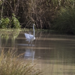 Ardea alba at Fyshwick, ACT - 6 Feb 2019