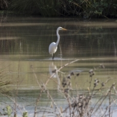 Ardea alba at Fyshwick, ACT - 6 Feb 2019