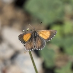 Lucia limbaria (Chequered Copper) at Fyshwick, ACT - 5 Feb 2019 by Alison Milton