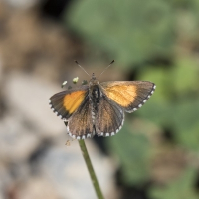 Lucia limbaria (Chequered Copper) at Jerrabomberra Wetlands - 5 Feb 2019 by Alison Milton