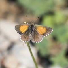 Lucia limbaria at Fyshwick, ACT - 6 Feb 2019 08:52 AM