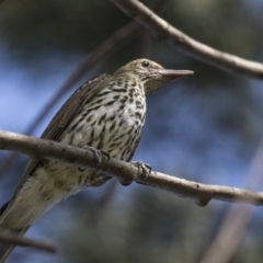 Oriolus sagittatus (Olive-backed Oriole) at Fyshwick, ACT - 6 Feb 2019 by AlisonMilton