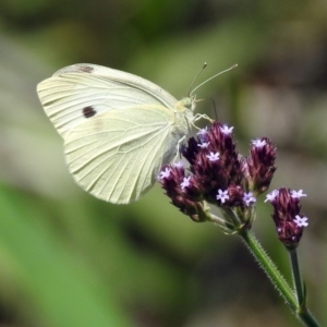 Pieris rapae at Tuggeranong DC, ACT - 7 Feb 2019 12:21 PM