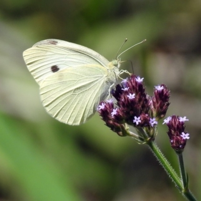 Pieris rapae (Cabbage White) at Point Hut to Tharwa - 7 Feb 2019 by RodDeb