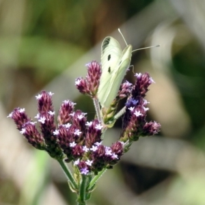 Pieris rapae at Tuggeranong DC, ACT - 7 Feb 2019