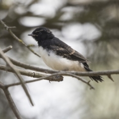 Rhipidura leucophrys (Willie Wagtail) at Fyshwick, ACT - 5 Feb 2019 by AlisonMilton