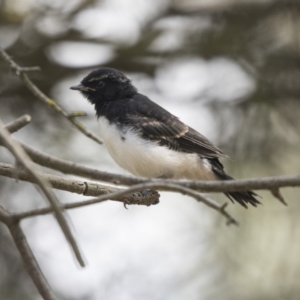 Rhipidura leucophrys at Fyshwick, ACT - 6 Feb 2019