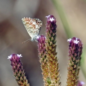 Theclinesthes serpentata at Tuggeranong DC, ACT - 7 Feb 2019 12:10 PM