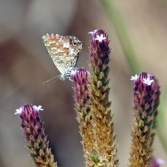 Theclinesthes serpentata (Saltbush Blue) at Point Hut to Tharwa - 7 Feb 2019 by RodDeb
