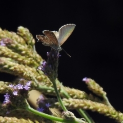 Theclinesthes serpentata at Tuggeranong DC, ACT - 7 Feb 2019 12:10 PM