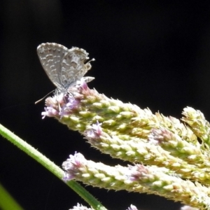 Theclinesthes serpentata at Tuggeranong DC, ACT - 7 Feb 2019 12:10 PM