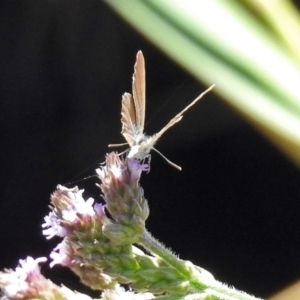 Theclinesthes serpentata at Tuggeranong DC, ACT - 7 Feb 2019 12:10 PM