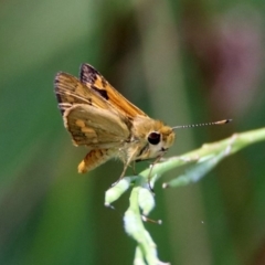 Ocybadistes walkeri (Green Grass-dart) at Tuggeranong DC, ACT - 7 Feb 2019 by RodDeb