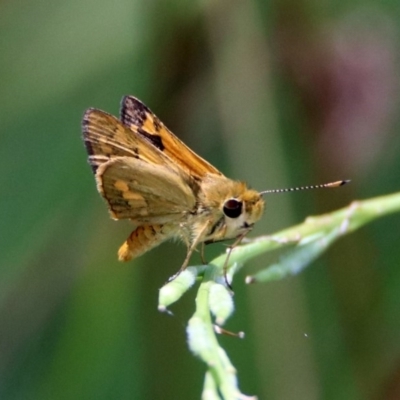 Ocybadistes walkeri (Green Grass-dart) at Point Hut to Tharwa - 7 Feb 2019 by RodDeb