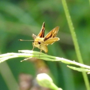 Ocybadistes walkeri at Tuggeranong DC, ACT - 7 Feb 2019 12:52 PM