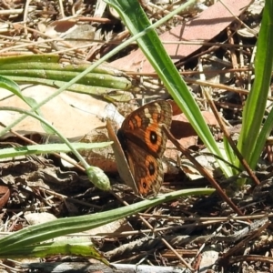 Junonia villida at Tuggeranong DC, ACT - 7 Feb 2019