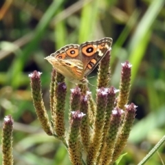 Junonia villida at Tuggeranong DC, ACT - 7 Feb 2019