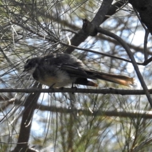 Rhipidura albiscapa at Tuggeranong DC, ACT - 7 Feb 2019