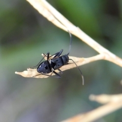 Dieuches sp. (genus) (Black and White Seed Bug) at Tuggeranong DC, ACT - 7 Feb 2019 by RodDeb