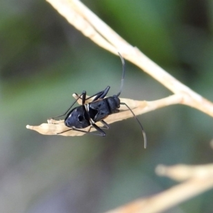 Dieuches sp. (genus) at Tuggeranong DC, ACT - 7 Feb 2019