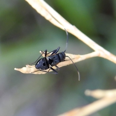 Dieuches sp. (genus) (A seed bug) at Tuggeranong DC, ACT - 7 Feb 2019 by RodDeb