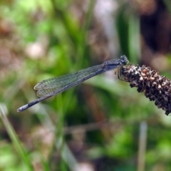 Ischnura heterosticta (Common Bluetail Damselfly) at Point Hut to Tharwa - 7 Feb 2019 by RodDeb