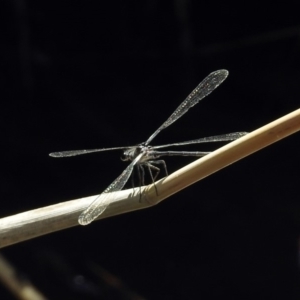 Austroargiolestes icteromelas at Tuggeranong DC, ACT - 7 Feb 2019