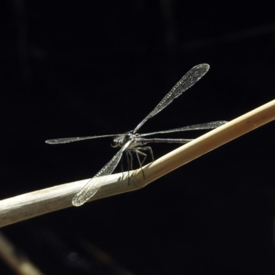 Austroargiolestes icteromelas (Common Flatwing) at Point Hut to Tharwa - 7 Feb 2019 by RodDeb