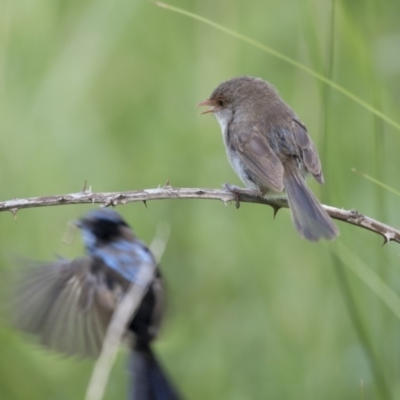 Malurus cyaneus (Superb Fairywren) at Fyshwick, ACT - 5 Feb 2019 by Alison Milton