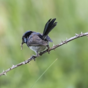 Malurus cyaneus at Fyshwick, ACT - 6 Feb 2019 10:20 AM