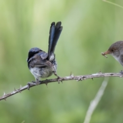 Malurus cyaneus at Fyshwick, ACT - 6 Feb 2019 10:20 AM