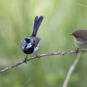 Malurus cyaneus at Fyshwick, ACT - 6 Feb 2019 10:20 AM