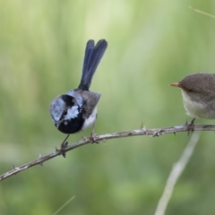 Malurus cyaneus at Fyshwick, ACT - 6 Feb 2019