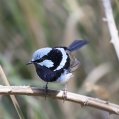 Malurus cyaneus at Fyshwick, ACT - 6 Feb 2019 10:20 AM