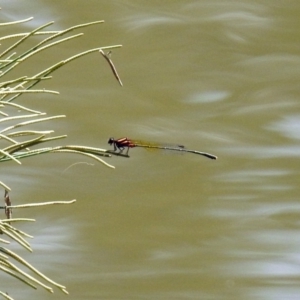 Nososticta solida at Tuggeranong DC, ACT - 7 Feb 2019 12:30 PM