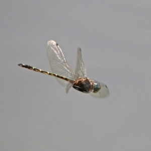 Hemicordulia australiae at Tuggeranong DC, ACT - 7 Feb 2019