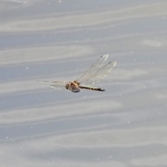 Hemicordulia australiae at Tuggeranong DC, ACT - 7 Feb 2019