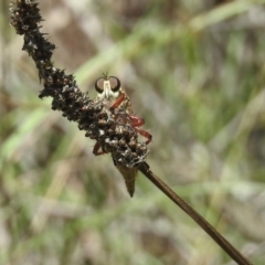 Colepia ingloria (A robber fly) at Tuggeranong DC, ACT - 7 Feb 2019 by RodDeb