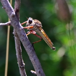 Colepia ingloria at Tuggeranong DC, ACT - 7 Feb 2019