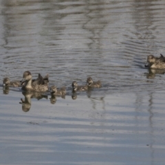 Anas gracilis (Grey Teal) at Fyshwick, ACT - 6 Feb 2019 by AlisonMilton