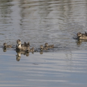 Anas gracilis at Fyshwick, ACT - 6 Feb 2019