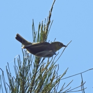 Zosterops lateralis at Tuggeranong DC, ACT - 7 Feb 2019